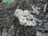 Craterellus foetidus image