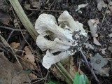 Craterellus foetidus image