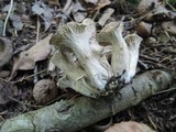 Craterellus foetidus image