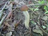 Leccinellum quercophilum image