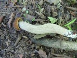 Leccinellum quercophilum image