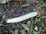 Leccinellum quercophilum image