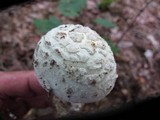 Amanita daucipes image