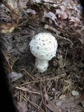 Amanita daucipes image