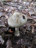 Amanita brunnescens image