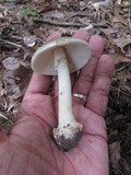 Amanita brunnescens image