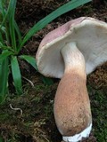 Tylopilus badiceps image