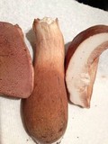 Tylopilus badiceps image