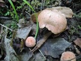 Hodophilus subfuscescens image