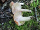 Hodophilus subfuscescens image