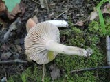 Hodophilus subfuscescens image