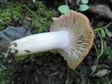Hodophilus subfuscescens image