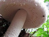 Amanita polypyramis image