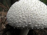 Amanita polypyramis image