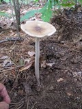 Amanita elongatior image