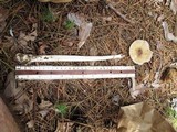 Amanita elongatior image