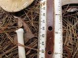 Amanita elongatior image
