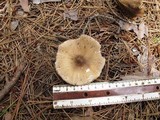 Amanita elongatior image