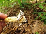 Amanita banningiana image