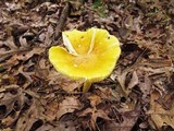 Amanita banningiana image