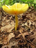 Amanita banningiana image