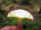 Boletochaete bicolor image