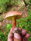Boletochaete bicolor image