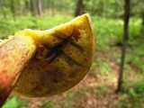 Boletochaete bicolor image