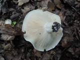 Hygrophorus sordidus image