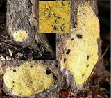 Fuligo septica image