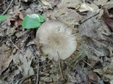 Entoloma violaceum image