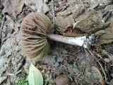 Entoloma violaceum image