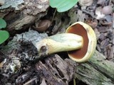 Boletus vermiculosoides image