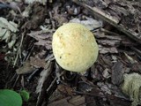 Boletus vermiculosoides image