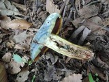 Boletus vermiculosoides image