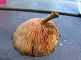 Rhodotus palmatus image