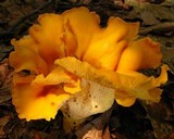 Cantharellus lateritius image