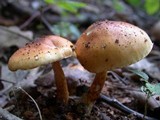 Limacella delicata var. glioderma image