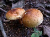 Limacella delicata var. glioderma image