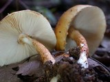 Limacella delicata var. glioderma image