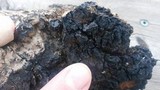 Inonotus obliquus image