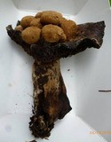 Asterophora lycoperdoides image
