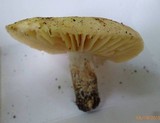 Russula earlei image