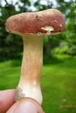 Xanthoconium purpureum image