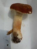 Xanthoconium purpureum image