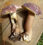 Tylopilus rubrobrunneus image