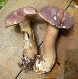 Tylopilus rubrobrunneus image