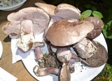 Tylopilus plumbeoviolaceus image