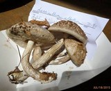 Leccinellum albellum image