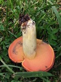 Boletus subluridellus image